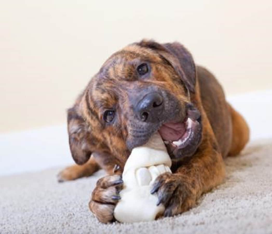 Dog Food & Treats