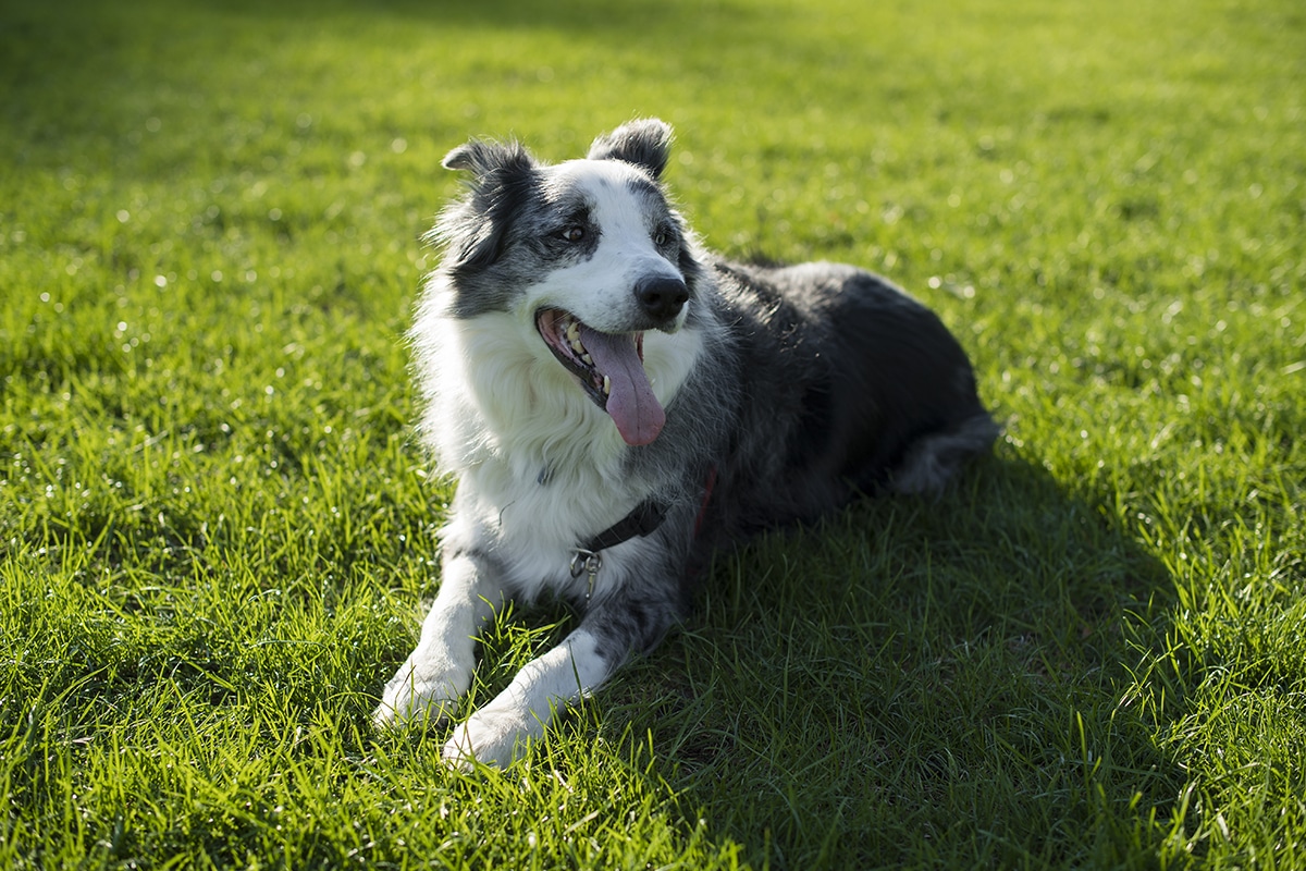 Dog Food & Treats