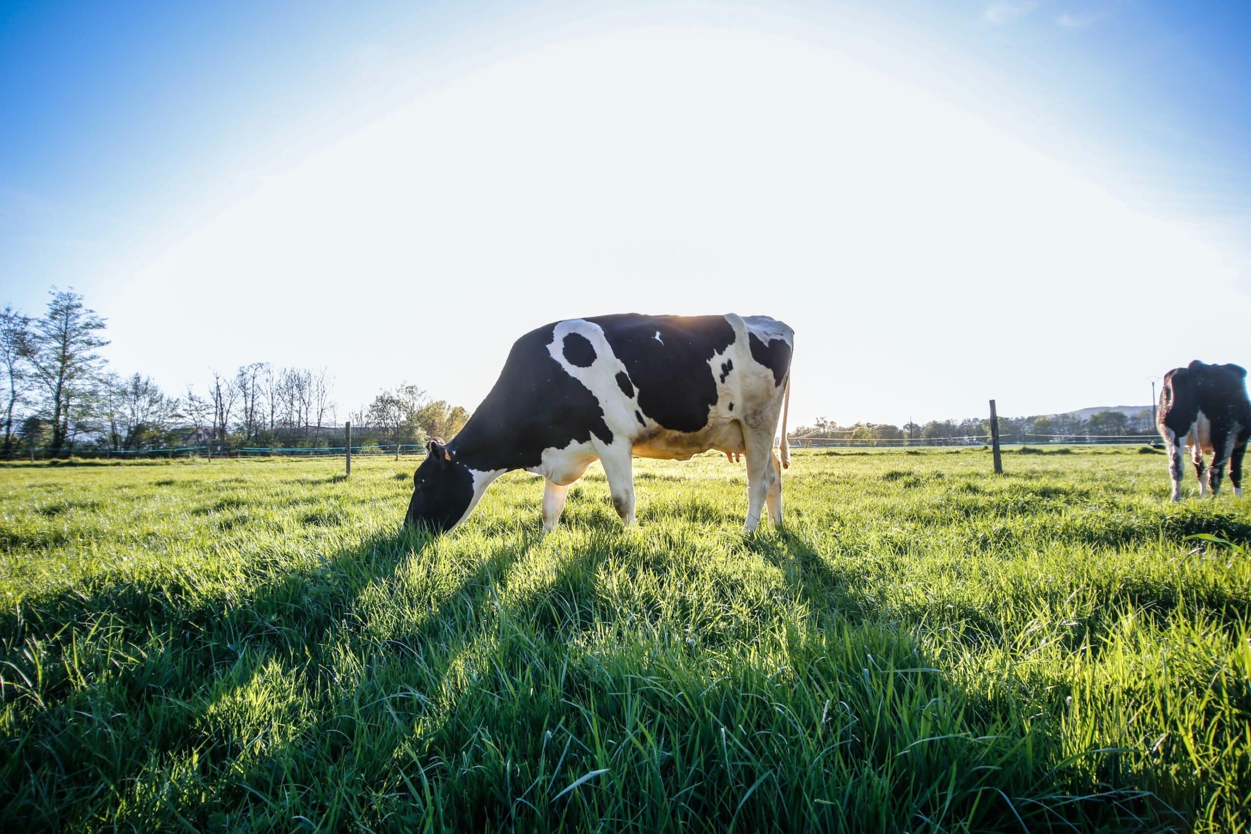 The Benefits of Grass-Fed Beef and Why You Should Try It